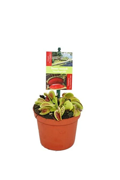 fidanistanbul Etobur Bitki Venüs Fly Trap Dionaea Muscipula