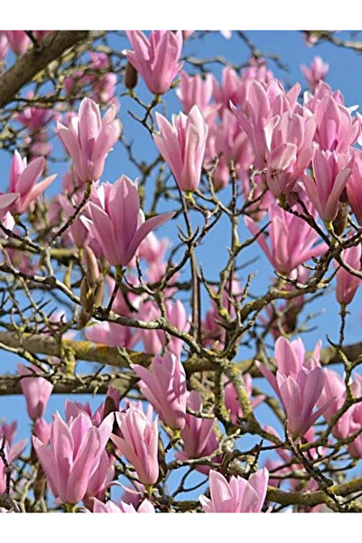 fidanistanbul Yaprak Döken Manolya Pembe Çiçekli Magnolia soulangeana Susan S...