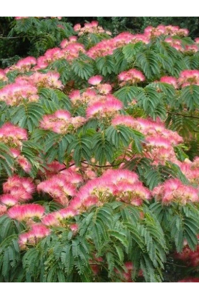 fidanistanbul Yeşil Gülibrişim Albizia julibrissin Durazz 20 30 cm Saksıda