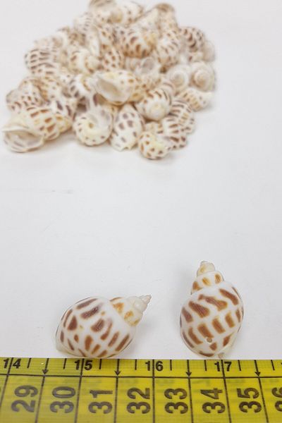 Hayalperest boncuk Brown Oyster Patterned Seashell