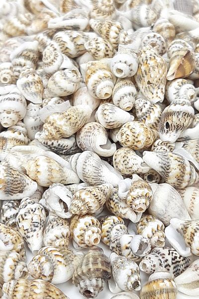 Hayalperest boncuk Brown Cream Oyster Seashell