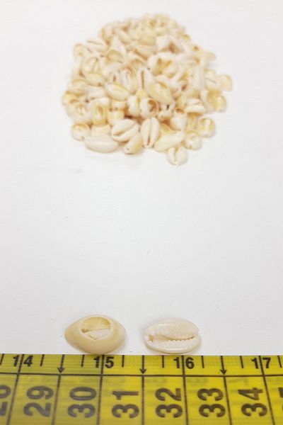 Hayalperest boncuk Cream Greyhound Bead Seashell