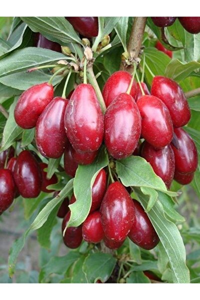 fidanistanbul Aşılı Kızılcık Fidanı İngiliz Su Damlası 40 60 cm Saksıda