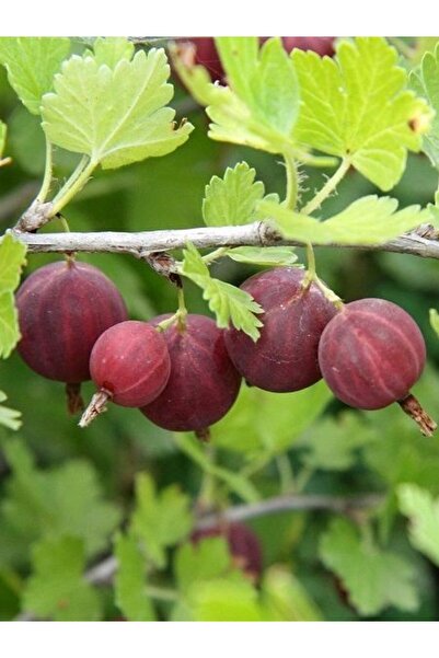 fidanistanbul Bektaşi Üzümü Fidanı Kırmızı Ribes uva crispa Red Gooseberry 60...