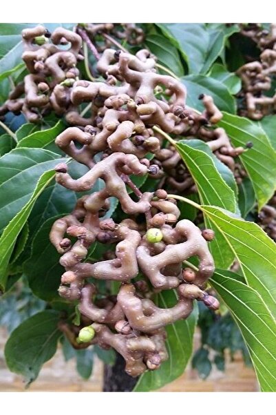 fidanistanbul Japon Kuru Üzüm Ağacı Hovenia dulcis 80 100 cm 3 Yaş Saksıda