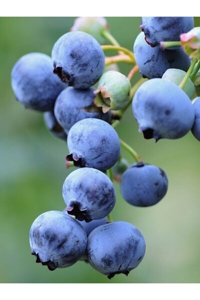fidanistanbul Yaban Mersini Fidanı Vaccinium corymbosum BLUE GOLD 3 Yaş Saksıda