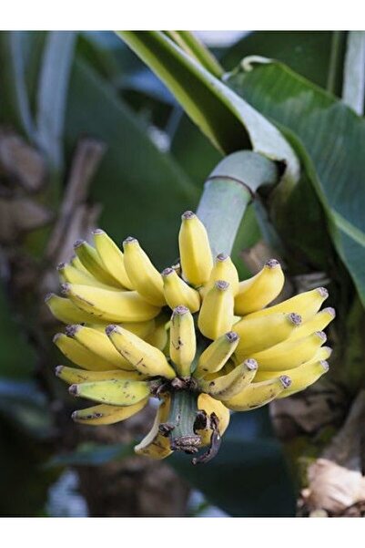 fidanistanbul Bodur Muz Fidanı Musa acuminata Cavendish  80 100 cm Saksıda