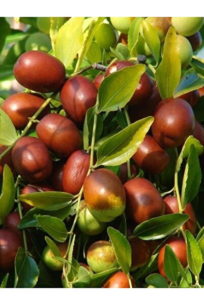 fidanistanbul Hünnap Fidanı İri Meyveli Ziziphus jujuba 40 60 cm Saksıda