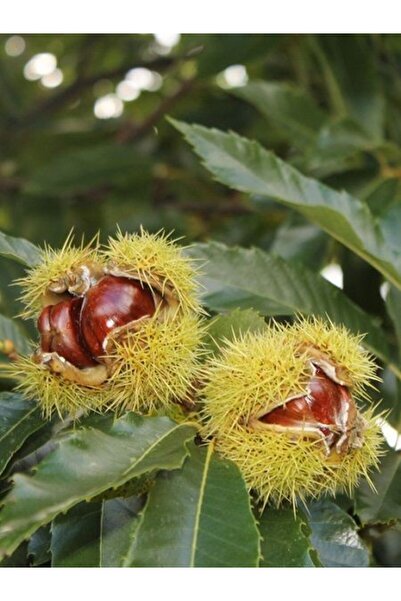 fidanistanbul Kestane Fidanı Bursa Sarı Aşı 80 100 cm Saksıda