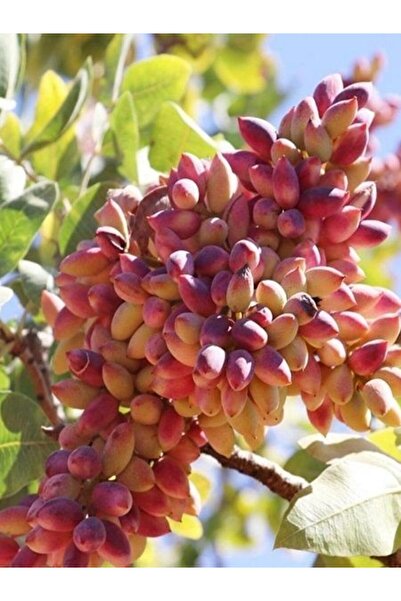 fidanistanbul Aşılı Antep Fıstığı Fidanı Saksıda