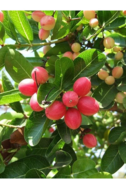 fidanistanbul Erik Fidanı Natal Carissa macrocarpa 30 40 cm Saksıda