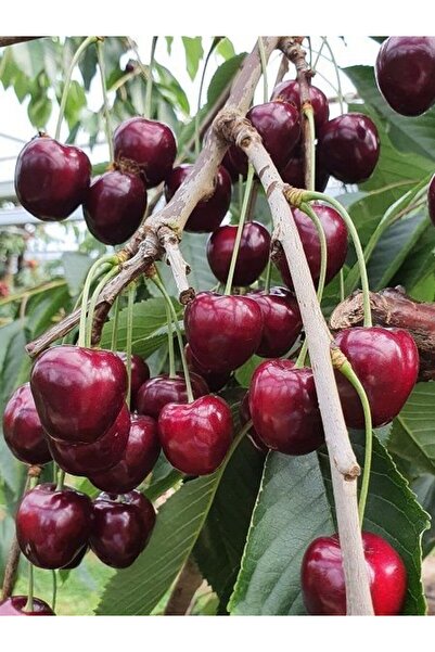 fidanistanbul Kiraz Fidanı Lapins 120 cm Saksıda