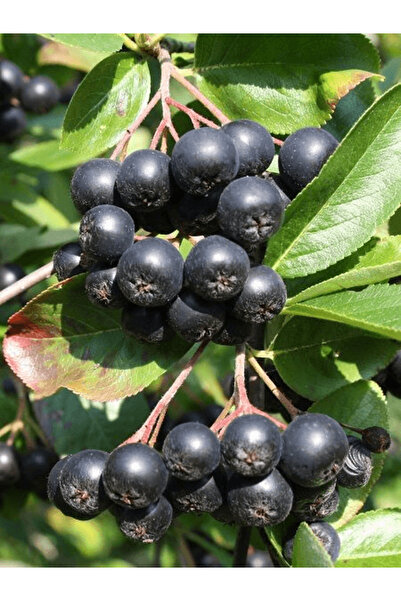 fidanistanbul Aronya Fidanı Rus Yaban Mersini Aronia melanocarpa Viking 3 Yaş...