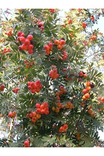 fidanistanbul Üvez Fidanı Sorbus domestica L 120 cm Saksıda