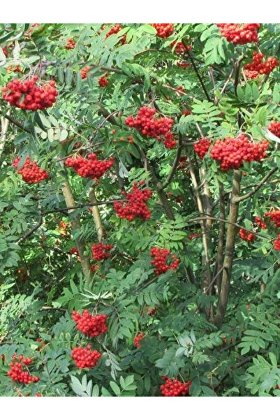 fidanistanbul Üvez Fidanı Kuş Üvezi Sorbus aucuparia Saksıda