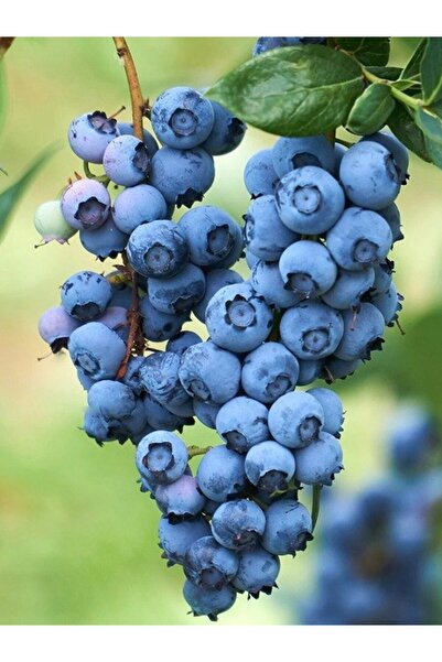 fidanistanbul Yaban Mersini Fidanı Blueberry Vaccinium corymbosum O Neal 60 8...