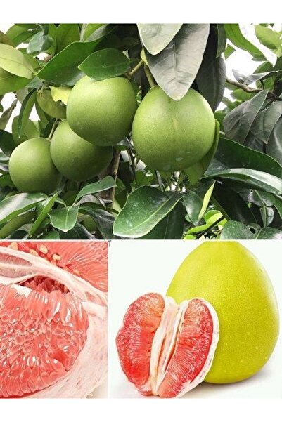 fidanistanbul Şadok Ağaç Kavunu Citrus maxima Pomelo 120 cm 5 Yaş Saksıda