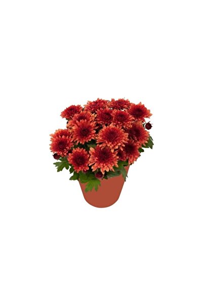 Mimoza Kırmızı Kasımpatı Krizantem Hüzün Çiçeği 5-10 cm Chrysanthemum