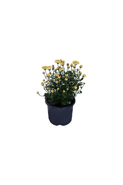 Mimoza Isparta Gülü Kasımpatı  (Chrysanthemum) Sarı Renk Krizentem Çiçeği 10-20 cm