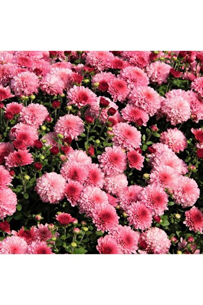 Mimoza Kasımpatı Saksı’da (Chrysanthemum) Pembe Renk