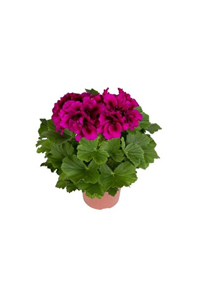 Mimoza Saksılı Koyu Çingene Pembe Sardunya Çiçeği 15-25 cm