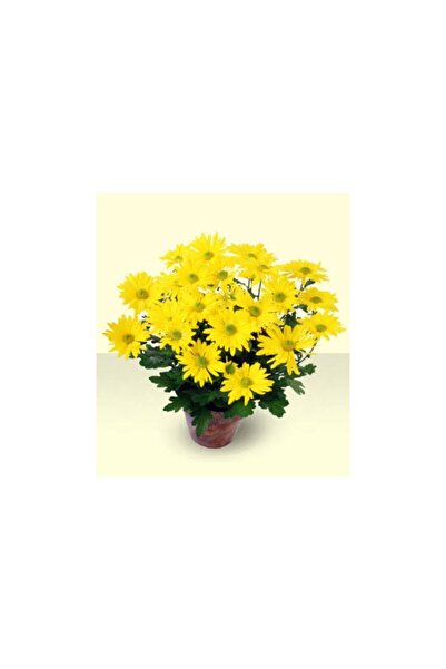 Mimoza Isparta Gülü Sarı Kasımpatı Krizantem Chrysanthemum Saksılı 15-20 cm