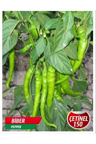 AKSARAY TOHUMCULUK Çetinel 150 Biber Tohumu 25 Adet Tohum Aksaray Tohumculuk