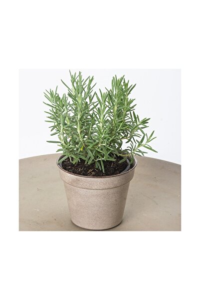 BİORGANİX Biberiye Fidanı 1 Adet 10-20 cm