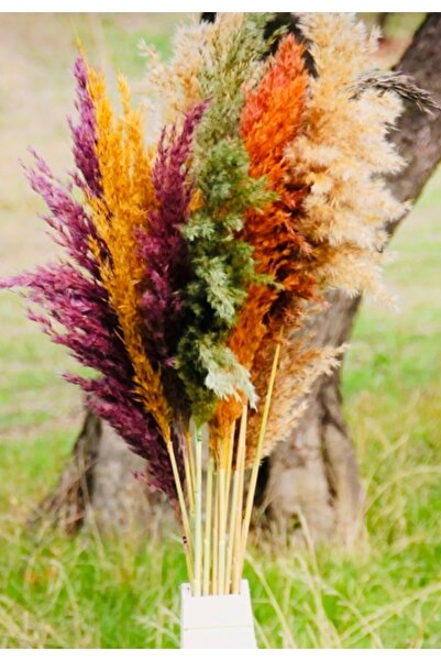 KurutulmusRenkler Karışık pampas