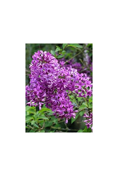 Mimoza Life Store Leylak Çiçeği Fidanı 1 Adet Mor  40-80 cm