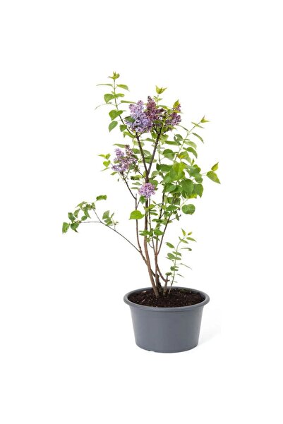 Mimoza Kokulu Leylak Çiçeği Fidanı 1 Adet Saksılı 30-60 cm Bahçe Çiçeği (Syringa)