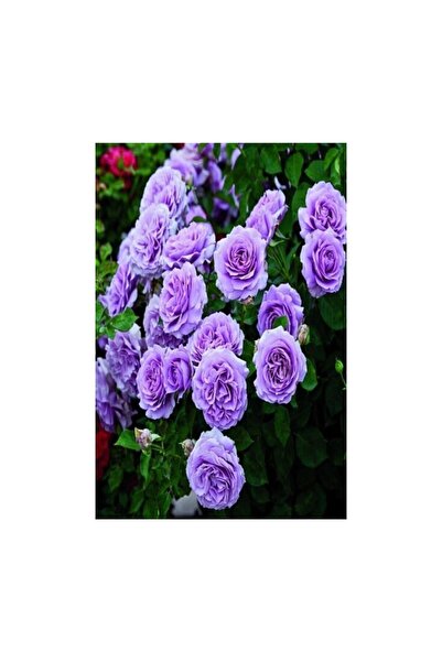 Mimoza Yediveren Lila Gül Fidanı Yediveren Lilac Rose 1 Adet 10-20 cm