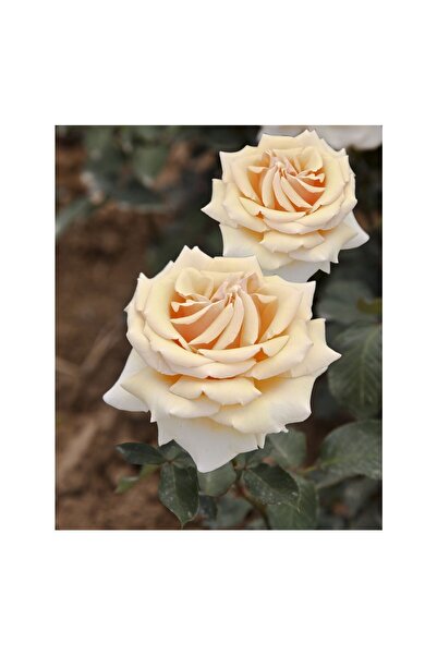 Mimoza Valencıa Aşılı Açık Köklü Gül Fidanı