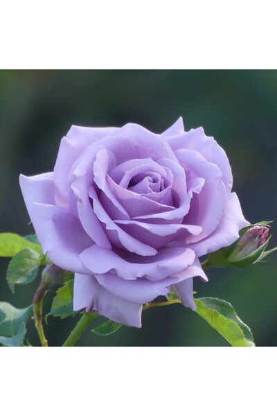 Mimoza Aşılı Mor Lila Gül Fidanı 10-20 cm