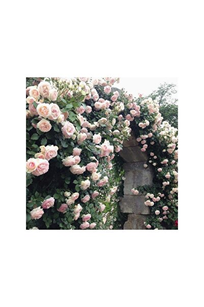 Mimoza Yediveren Pembe Beyaz Sarmaşık Gül Fidanı 1 Adet 15-25 Cm