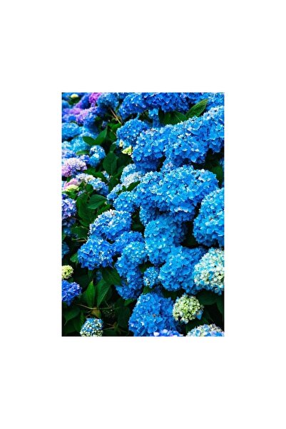 Mimoza Hydrangea Mocnophylla Koyu Mavi Canlı Ortanca Çiçeği Fidanı 10-20 cm