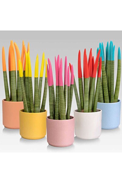 Tunç Botanik Renkli Paşa Kılıcı – Sansevieria Velvet