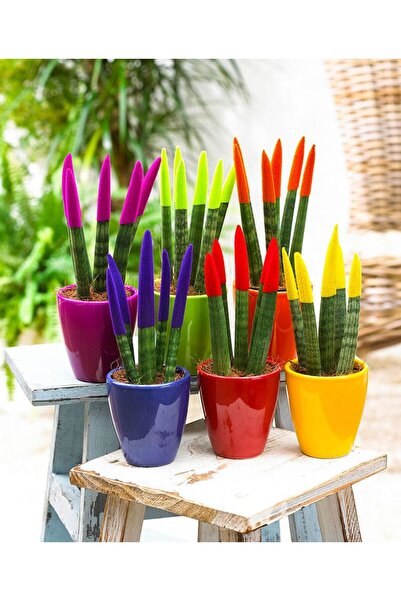 Tunç Botanik Renkli Paşa Kılıcı – Sansevieria Velvet
