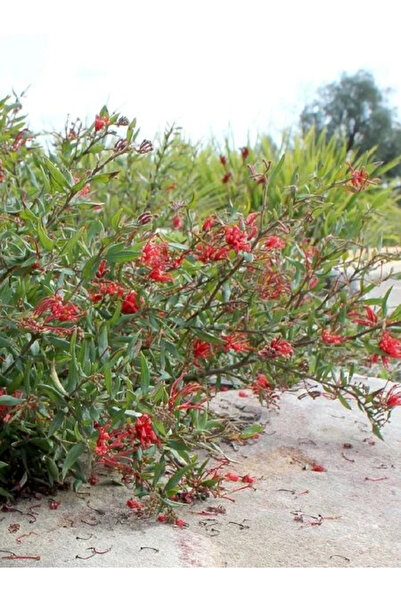 fidanistanbul Gravilla Fidanı Bodur Grevillea cherry Cluster 20 40 cm Saksıda