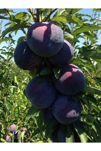 fidanistanbul Erik Fidanı BLACK STAR 120 cm Saksıda