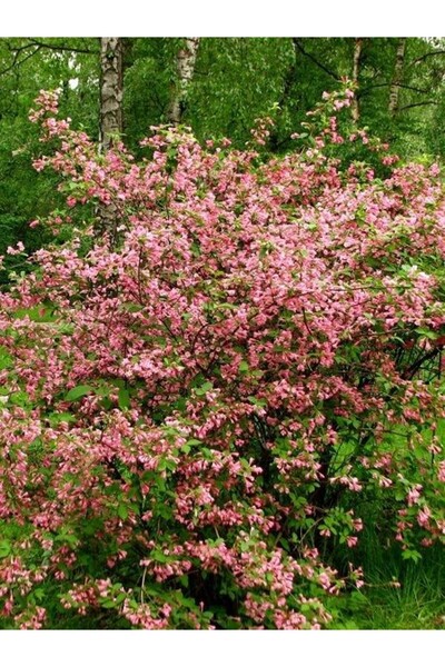 fidanistanbul Pembe Çiçekli Gelin Tacı Fidanı Weigela floribunda Rosea 20 cm