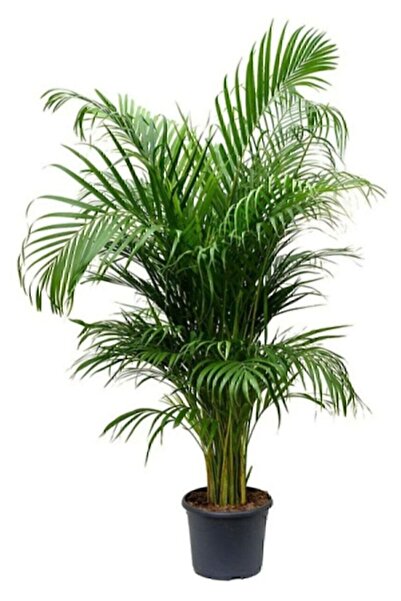 Aysima Çiçekevi Yıldızlı Ürün Areka Palmiyesi Ev Salon Bitkisi 90-110 cm Muht...