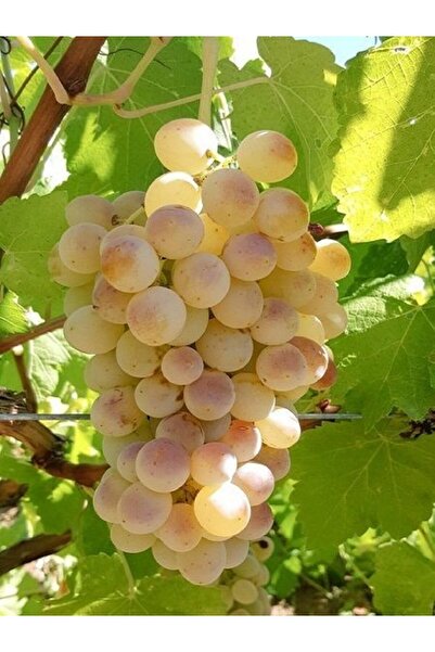 fidanistanbul Asma Fidanı ÇAVUŞ Üzümü 20 30 cm Açık Kök