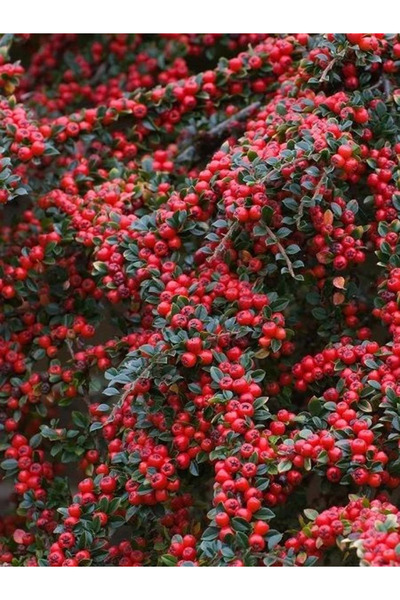 fidanistanbul Yayılıcı Dağ Muşmulası Cotoneaster horizontalis 20 40 cm Saksıda