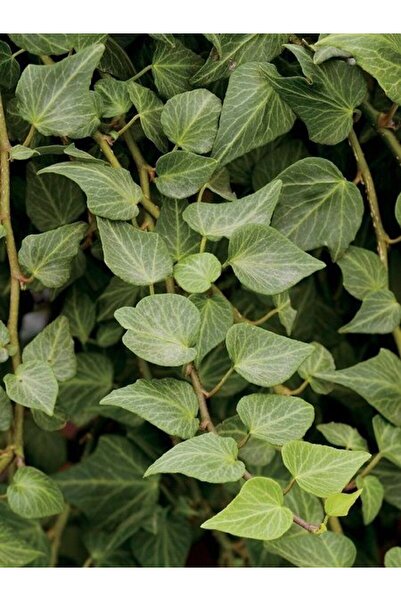 fidanistanbul Orman Sarmaşığı Kalp Yapraklı Hedera helix Teardrop 80 100 cm S...