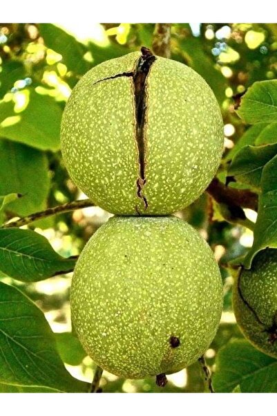 fidanistanbul Ceviz Fidanı YALOVA 3 60 cm Açık Köklü