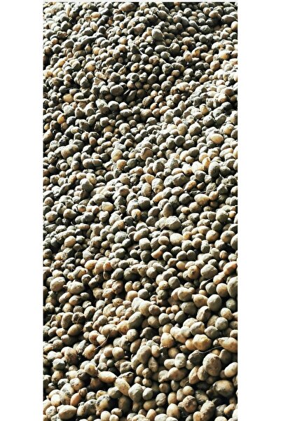 Genel Markalar Salep Tohumu, Yıkanmamış, Dikime Hazır Yumru  (100 ADET)