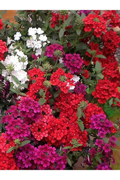 fidanistanbul Yer Minesi Çiçeği Karışık Renk Çiçek Tohumu 100 Adet