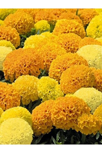 fidanistanbul İri Top Kadife Çiçeği Karışık Renk Çiçek Tohumu