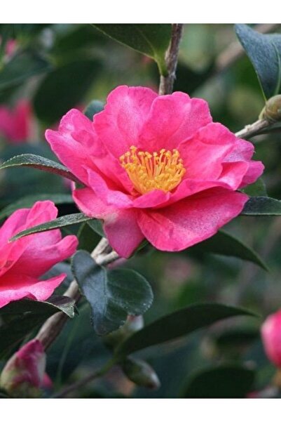 fidanistanbul Pembe Kış Kamelya Fidanı Camellia sasanqua Kanjiro 60 80 cm